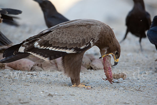 Steppenadler (Aquila nipalensis)