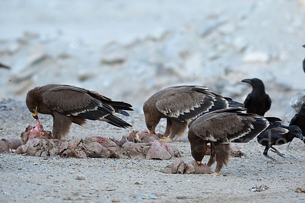 Steppenadler (Aquila nipalensis)