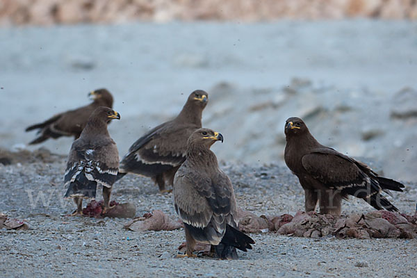 Steppenadler (Aquila nipalensis)