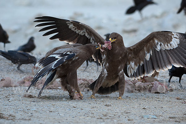 Steppenadler (Aquila nipalensis)