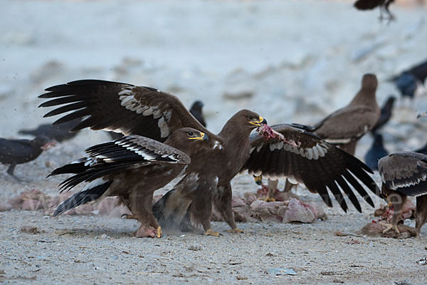 Steppenadler (Aquila nipalensis)