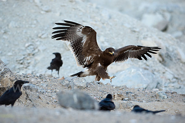 Steppenadler (Aquila nipalensis)