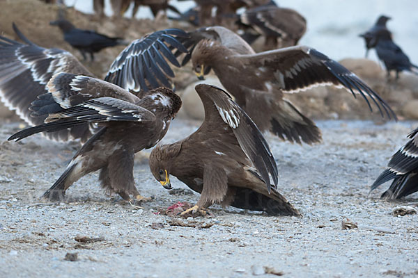 Steppenadler (Aquila nipalensis)