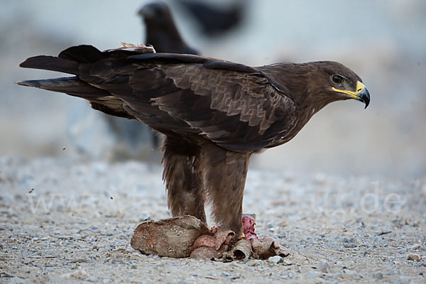 Steppenadler (Aquila nipalensis)