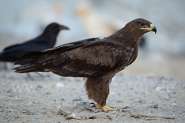 Steppenadler (Aquila nipalensis)