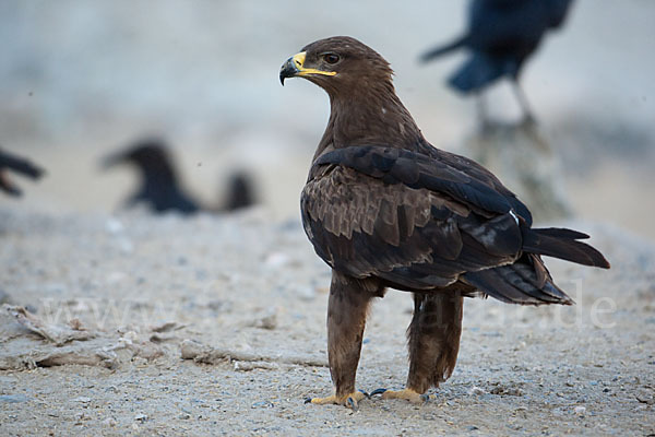 Steppenadler (Aquila nipalensis)