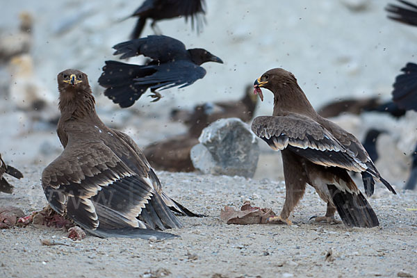 Steppenadler (Aquila nipalensis)