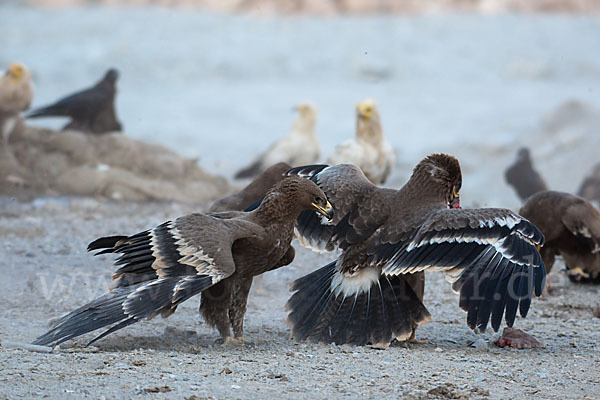 Steppenadler (Aquila nipalensis)