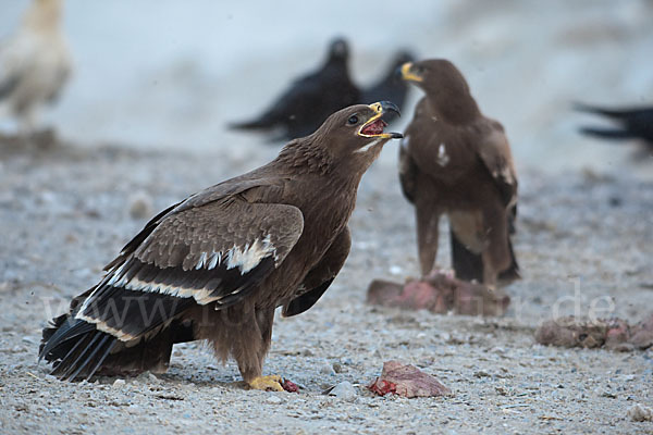 Steppenadler (Aquila nipalensis)