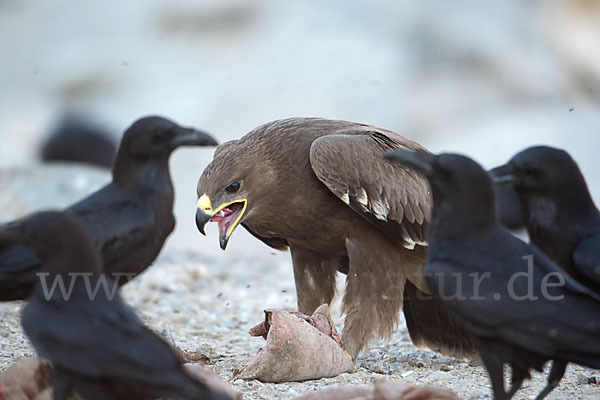 Steppenadler (Aquila nipalensis)