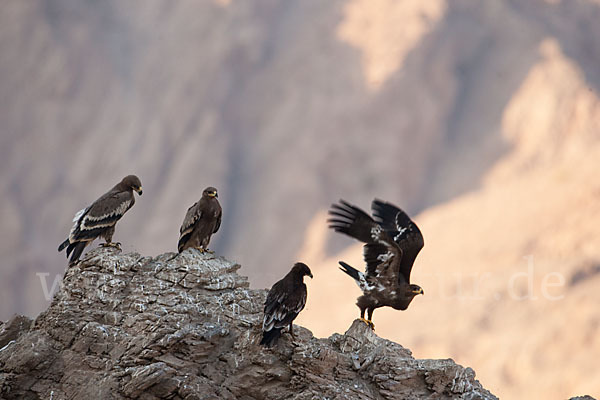 Steppenadler (Aquila nipalensis)