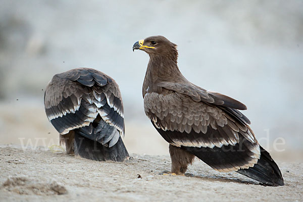 Steppenadler (Aquila nipalensis)