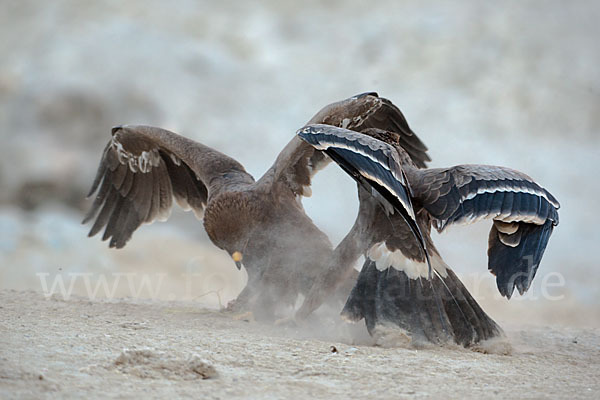 Steppenadler (Aquila nipalensis)