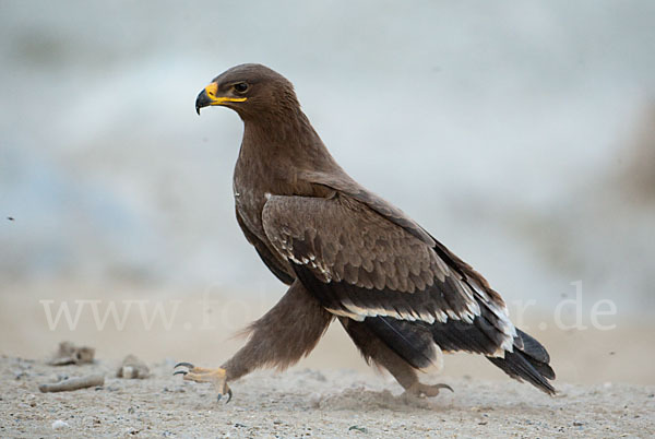 Steppenadler (Aquila nipalensis)