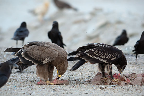 Steppenadler (Aquila nipalensis)