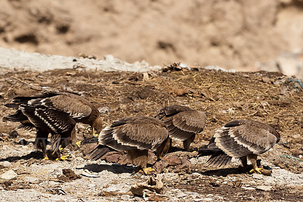 Steppenadler (Aquila nipalensis)