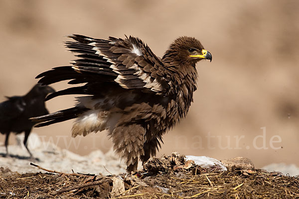 Steppenadler (Aquila nipalensis)