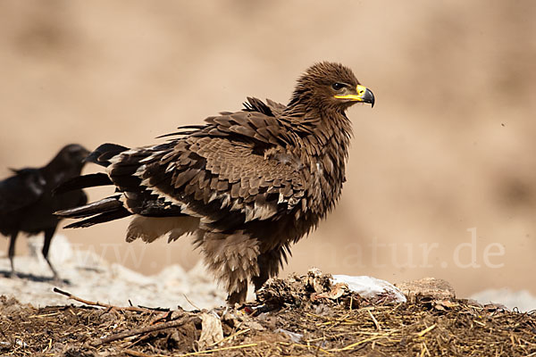Steppenadler (Aquila nipalensis)