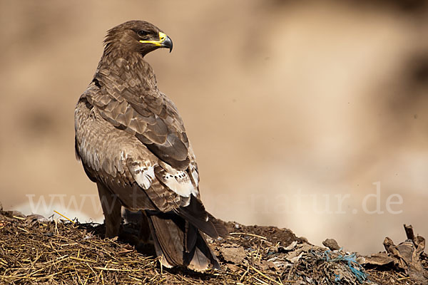 Steppenadler (Aquila nipalensis)