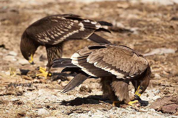 Steppenadler (Aquila nipalensis)