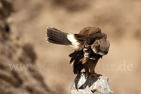 Steppenadler (Aquila nipalensis)