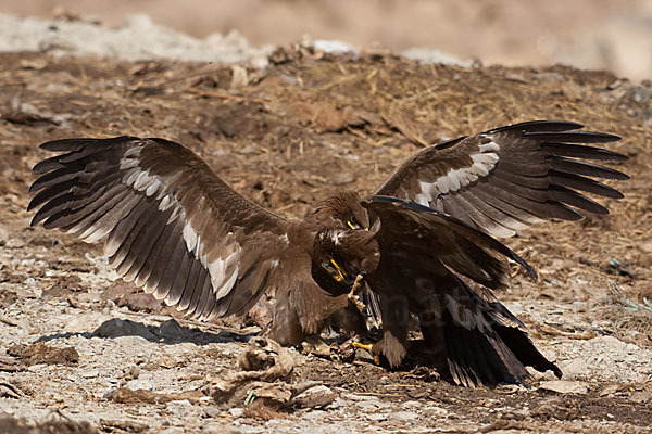 Steppenadler (Aquila nipalensis)