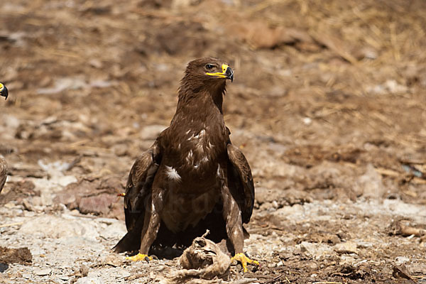 Steppenadler (Aquila nipalensis)