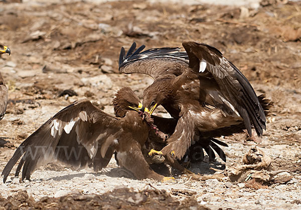 Steppenadler (Aquila nipalensis)