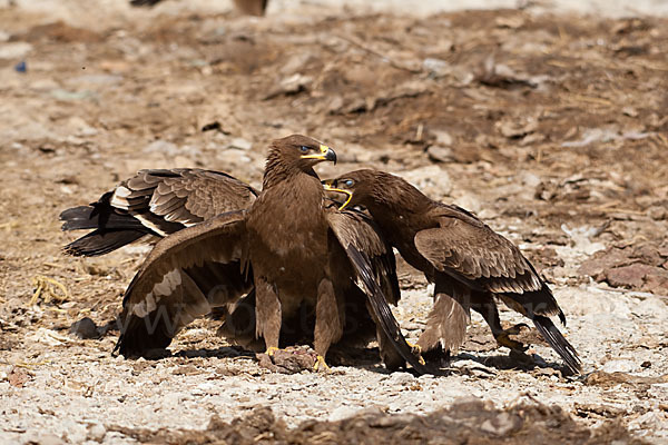 Steppenadler (Aquila nipalensis)