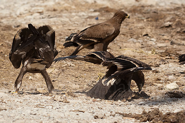 Steppenadler (Aquila nipalensis)