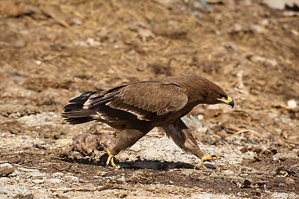 Steppenadler (Aquila nipalensis)