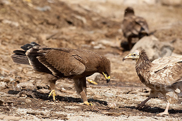 Steppenadler (Aquila nipalensis)