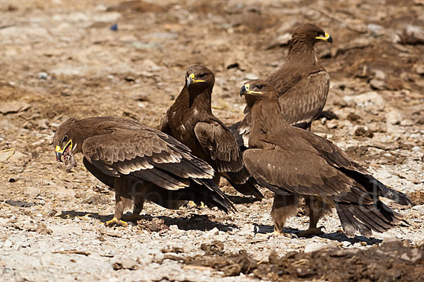 Steppenadler (Aquila nipalensis)