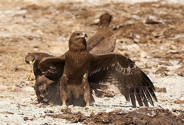 Steppenadler (Aquila nipalensis)