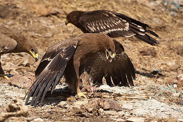 Steppenadler (Aquila nipalensis)