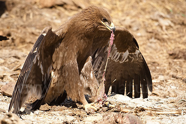 Steppenadler (Aquila nipalensis)