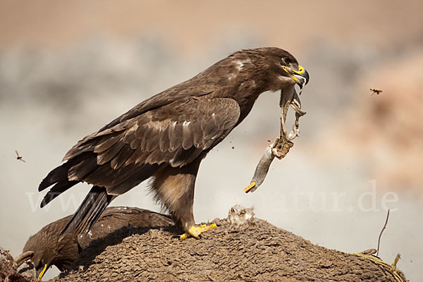 Steppenadler (Aquila nipalensis)