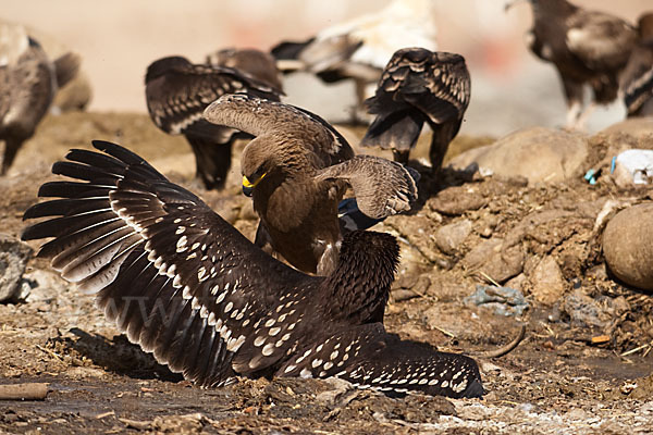 Steppenadler (Aquila nipalensis)