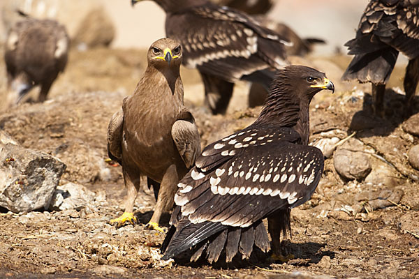 Steppenadler (Aquila nipalensis)