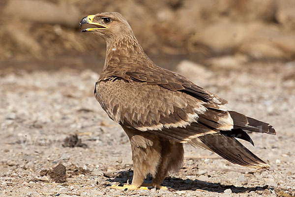 Steppenadler (Aquila nipalensis)