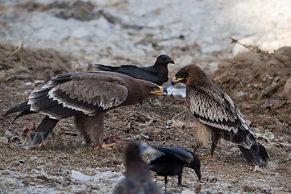 Steppenadler (Aquila nipalensis)