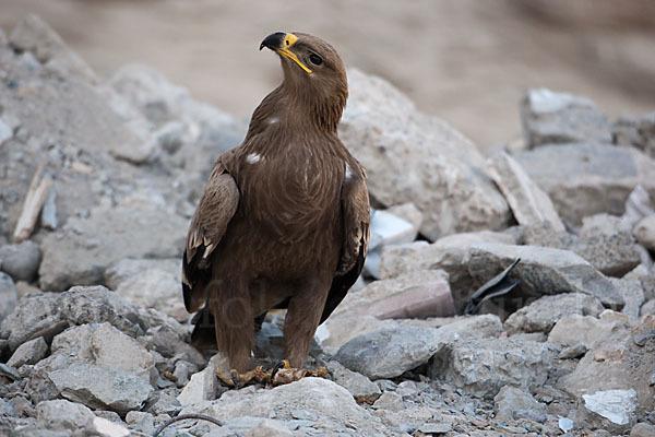 Steppenadler (Aquila nipalensis)
