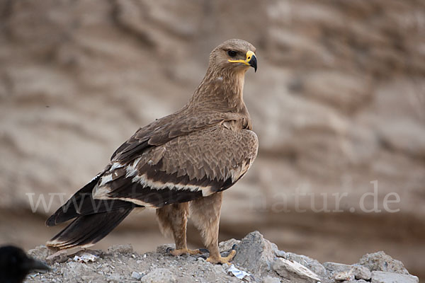 Steppenadler (Aquila nipalensis)