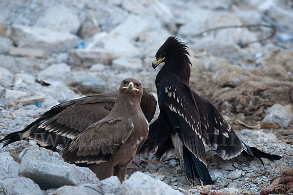 Steppenadler (Aquila nipalensis)