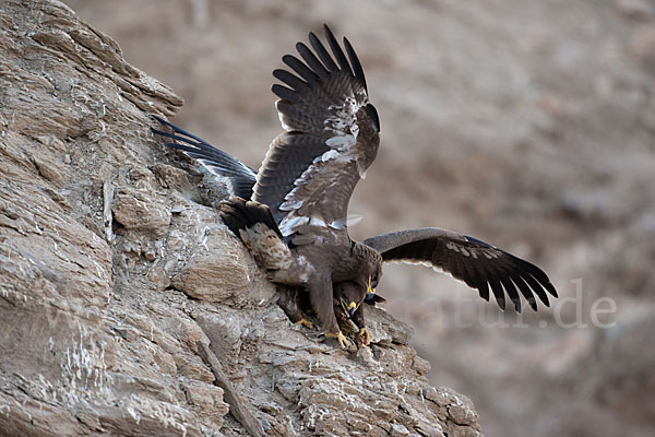 Steppenadler (Aquila nipalensis)