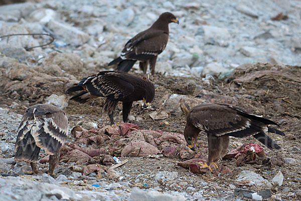 Steppenadler (Aquila nipalensis)