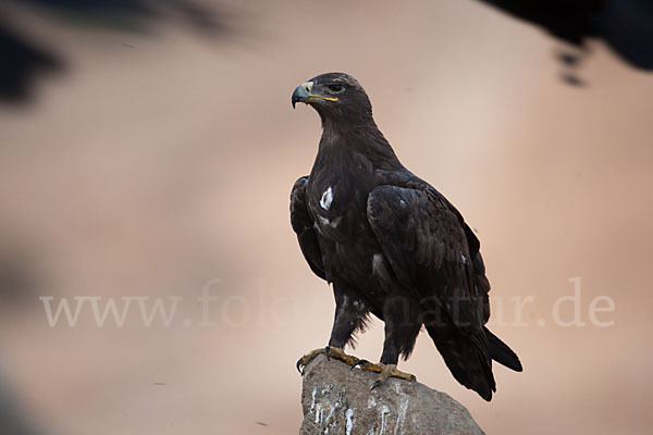 Steppenadler (Aquila nipalensis)