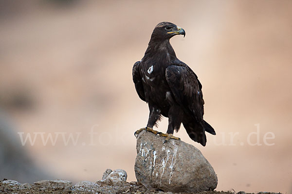 Steppenadler (Aquila nipalensis)