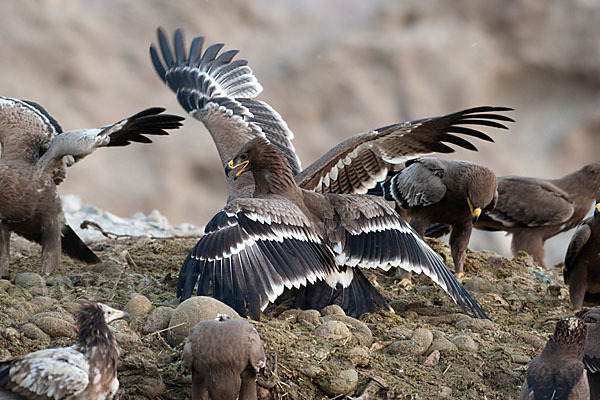 Steppenadler (Aquila nipalensis)