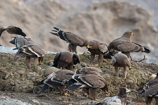 Steppenadler (Aquila nipalensis)